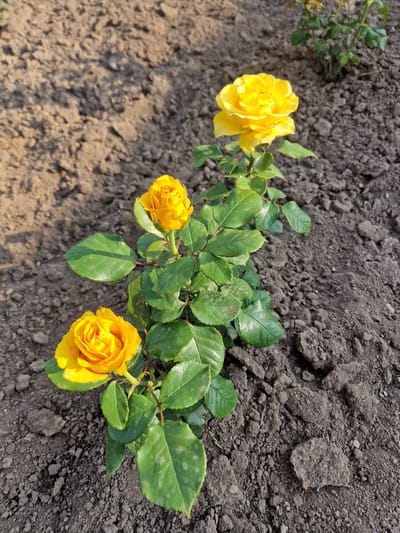 In Pogranichny, Russia, three vibrant yellow roses are in full bloom, positioned in the foreground of the image. The roses are situated in dark, loamy soil, which appears dry and somewhat clumpy, with small stones and soil clods visible. Sunlight casts shadows across the soil, indicating it is daytime. The rose bush has lush green leaves with some showing signs of minor blemishes. In the background, another rose bush with green foliage is faintly visible, suggesting a garden setting. The overall scene depicts a close-up view of the roses and their immediate surroundings.