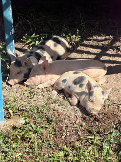 The image shows three piglets sleeping on the ground outdoors, likely in a rural or semi-rural setting, given the presence of dirt, grass, and foliage. The piglets are young and appear to be of a breed with distinct black and white patches, or solid pink. One piglet is patterned with black spots, while the other two are solid pink. They are lying close together, suggesting a communal resting behavior.

The environment consists of a dirt ground with patches of dry grass and some green vegetation. Shadows from overhead foliage or structures are cast across the scene, indicating it is daytime and likely sunny. A blue-painted metal post is visible on the left side of the frame, possibly part of a fence or enclosure.

The image does not contain any specific indicators that would allow for a precise determination of its location within the city of Izmaylovka, Russia, or any other specific geographical location. The scene depicts a common rural or farmyard setting.
