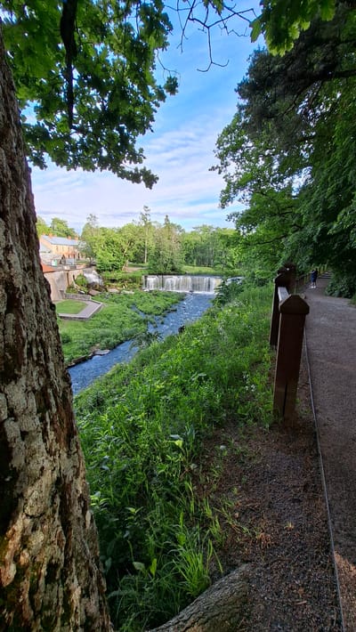 The image depicts a picturesque scene at Keila-Joa waterfall in Keila-Joa alevik, Estonia. In the foreground, a large tree trunk with textured bark is visible on the left. A walking path lined with a wooden railing stretches along the right side of the frame. A lone figure, a person wearing a blue shirt and white shorts, is seen walking away on the path, taking a photograph. The middle ground features a wide waterfall cascading over rocks, with lush green grass and vegetation surrounding it. A river flows from the waterfall. In the background, a brick building complex, possibly a mill or industrial structure, is situated to the left of the waterfall, with trees and greenery forming a dense backdrop. The sky above is a clear blue with scattered white clouds. The overall environment is natural and serene, with a focus on the waterfall and its surrounding landscape.