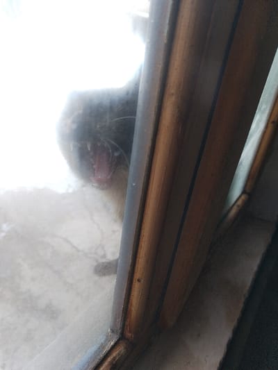 A gray cat with an open mouth and visible teeth presses against a window, its face distorted by the glass. The window frame is made of dark wood with golden highlights, partially obscuring the view. The background is blurred and brightly lit. The surface outside the window appears to be concrete or stone.