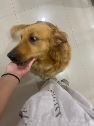 In Barrio de Nuevo León, Mexico, a close-up, high-angle shot captures a golden retriever dog resting its head on a human hand, which is gently supporting its jaw. The dog's ears are partially visible, and its fur is a warm golden-brown. The dog is looking to its left with a soft expression. The hand, adorned with a black bracelet, is positioned on the dog's chin. The setting appears to be indoors, on a tiled floor with visible grout lines. In the foreground, a person's legs are visible, clad in light-colored trousers or a skirt, and wearing taupe-colored shoes. The overall scene conveys a moment of gentle interaction between a person and their pet.