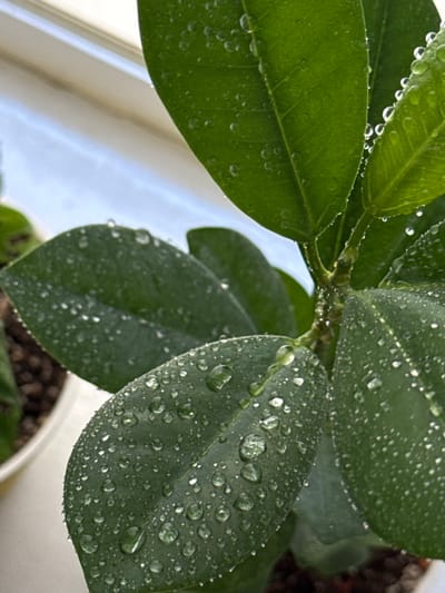 The image shows a close-up of a green plant with numerous water droplets on its leaves. The plant appears to be indoors, likely on a windowsill, given the blurry background suggesting a view of the sky or outside. The leaves are broad and dark green, with visible veins. The water droplets are spherical and vary in size, catching the light and creating small reflections. Some droplets are clustered together, while others are scattered across the leaf surfaces. The plant is potted in dark soil, and a portion of a white pot is visible on the left side of the image. The lighting suggests it is daytime. The location in Troitske, Ukraine, is not discernible from the visual information presented in the image itself.