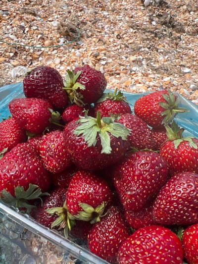 A close-up, high-angle shot shows a clear plastic container filled with ripe strawberries. The strawberries are a vibrant red, with some exhibiting a deeper, almost burgundy hue. Their surfaces are dotted with tiny yellow seeds. Green stems and calyxes are visible on many of the fruits. The container is resting on a surface composed of small, light-colored seashells and some darker, natural debris, which appears to be a beach. The background is out of focus but clearly shows more of the shell-covered ground. The lighting suggests it is daytime. The overall scene is a still life of fresh fruit in a natural, outdoor setting.