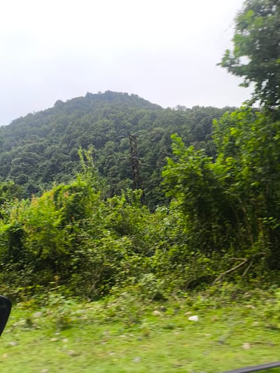 The image shows a view of a densely forested hill with a power line tower in the middle ground. The foreground is filled with green foliage, and there appears to be a roadside with some scattered stones and a white object on the ground. The sky is overcast and hazy. The scene depicts a natural landscape with man-made infrastructure. There are no people or animals visible in the image. The location is identified as being in the city of Gamoghma Nogha, Georgia.