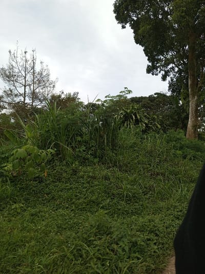 The scene depicts an overgrown natural area in Kandenuwara, Sri Lanka, under an overcast sky. The upper third of the image displays a uniform light grey sky. The landscape is dominated by dense green vegetation. On the left, a tall, slender, deciduous tree with bare branches and a light brown trunk stands against the sky. On the far right, the trunk of a large, mature tree with dark green foliage is partially visible. The middle ground is filled with a thick assembly of various green trees and shrubs. The foreground features extensive ground cover, composed of a dense layer of smaller, broad-leafed green plants, interspersed with taller blades of grass and several prominent, thick-stemmed plants resembling sugarcane. A narrow strip of a grey, possibly paved, surface is visible along the bottom right edge of the frame. A dark, indistinct fabric object partially obscures the immediate bottom right corner. No individuals, animals, or specific actions are discernible within the frame.