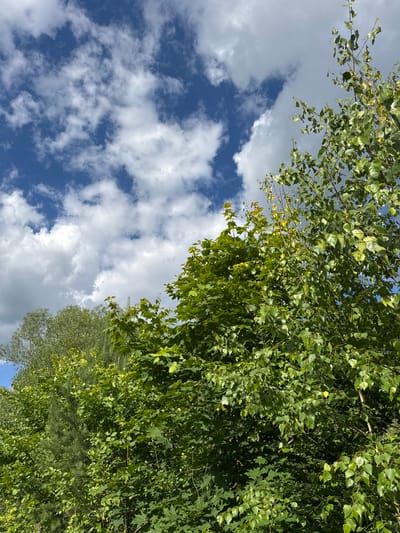 The image shows a view looking up at a canopy of green leaves against a blue sky with scattered white clouds. The leaves are vibrant and lush, with some appearing slightly yellowed, suggesting a late summer or early autumn setting. The branches of the trees reach across the frame, obscuring parts of the sky. The clouds are soft and billowy, indicating fair weather. The perspective suggests the photo was taken from the ground, looking upwards into the trees. The overall scene is peaceful and natural. There is no visible text or human activity. The location is specified as Serpukhov, Russia.