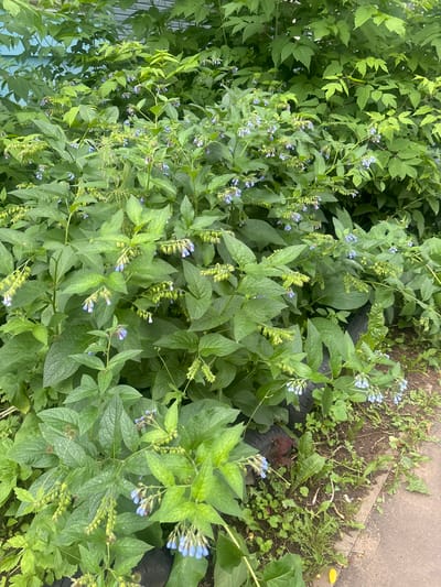 The image shows a dense patch of green foliage with small, light blue flowers. The plants are lush and appear to be growing wild along the edge of a paved area. There are also some weeds and dirt visible next to the pavement. The overall impression is of an overgrown natural area, possibly a roadside verge or an unkempt garden. The lighting suggests it is daytime, with no strong shadows visible, implying overcast conditions or diffused sunlight. The environment appears to be a temperate climate, consistent with a location like Kirov, Russia, given the type of vegetation. There is no text visible in the image.