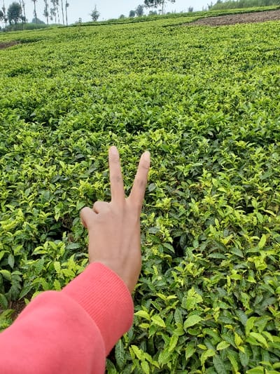 A close-up shot captured in Nkuene ward, Kenya, shows a human hand in the foreground, extended forward against a backdrop of a vast, verdant tea plantation. The hand is angled with the palm facing away from the viewer, displaying two fingers (index and middle) raised in a 'V' shape, commonly known as a peace sign. The wrist and part of the forearm are visible, covered by a reddish-pink long-sleeved garment with a ribbed cuff. The background is dominated by rows of densely packed, vibrant green tea bushes, characteristic of a cultivated tea farm, extending uphill towards the horizon. In the far distance, sparse, tall, slender trees are visible against an overcast or light grey sky. No other individuals or objects are discernible. The scene depicts a hand gesture within an agricultural landscape.