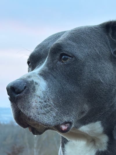 The image displays a close-up, profile view of a domestic canine's head, oriented to the left, situated in the city of Schifflange, Luxembourg. The animal possesses short, dense, slate-grey fur across its head, with prominent white fur patches visible on its muzzle and extending onto its chest area in the lower right portion of the frame. Its left eye, positioned centrally, is dark brown with a distinct pupil, reflecting ambient light. A single, clear droplet of liquid is observed suspended from the underside of the dog's lower lip or jowl. The background is out-of-focus, featuring a gradient sky transitioning from light blue at the top to a lighter, hazy horizon. Blurred, dark arboreal elements are faintly discernible in the lower left background, indicating an outdoor, natural setting.
