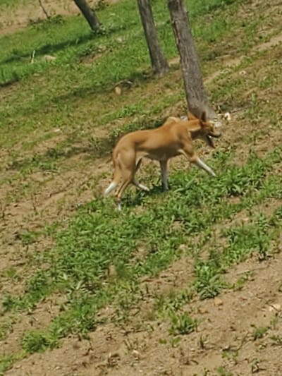 This is an aerial view of a young deer lying down in a grassy field with patches of dirt. The deer is light brown with visible antlers and white-tipped legs. It appears to be resting or possibly injured, with its legs splayed out. Two wooden posts are visible in the foreground, one horizontal and one vertical, suggesting a fence or some form of enclosure. The ground is a mix of green grass and dry, sandy soil. The lighting suggests it is daytime, with shadows present. The overall scene depicts a natural outdoor environment. No text is visible in the image.