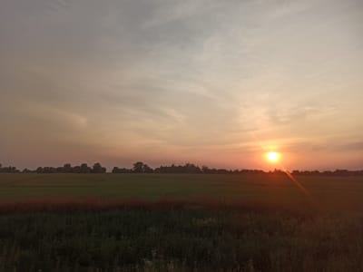 The image depicts a natural landscape at sunset in the city of Ukrainka, Ukraine. The foreground is a dark, dense field of green vegetation, appearing to be crops or wild growth, with some lighter-colored plants or flowers visible at the bottom. Behind this lies a wider, flatter expanse of a lighter green field, likely agricultural. A line of dark trees forms a silhouette against the horizon, separating the fields from the sky. The sky itself is dominated by warm sunset colors, with the sun a bright orange orb on the right side, casting visible rays. The upper part of the sky is a hazy, muted grey-orange, with wispy clouds. There are no people, animals, or man-made structures clearly visible in the frame. The overall impression is a serene, rural scene at dusk.