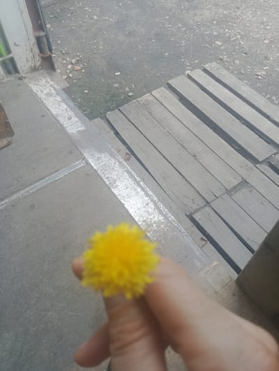 An out-of-focus, brightly yellow, dandelion-like flower is held between the index finger and thumb of a person's left hand. The hand and flower are in the foreground, obscuring the majority of the background. The background consists of a concrete surface with a thin, metallic strip running diagonally across it, followed by a wooden platform made of parallel planks. The overall environment appears to be outdoors, possibly an urban setting, given the presence of concrete and wood structures. The weather seems overcast or the lighting is dim, as the image lacks strong shadows and possesses a muted color palette, apart from the vibrant flower. The location is identified as Petropavl City Administration, Kazakhstan.