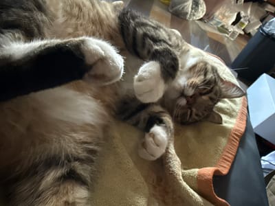 An overhead, close-up shot shows a calico cat sleeping on a light yellow towel with an orange trim, its body curled up and its face resting on its paws. The cat's fur is a mix of brown, black, and white, with tabby markings on its back and head. The towel is draped over a dark surface, possibly a chair or couch, with the cat's tail extending out of the frame. In the background, a pile of plastic bags and other discarded items are visible, suggesting a cluttered environment. The lighting in the image is dim, casting shadows and highlighting the texture of the cat's fur and the towel. There are no people or other animals present in the image. The specific location in the city of Lipetsk, Russia, cannot be determined from the visual information provided.