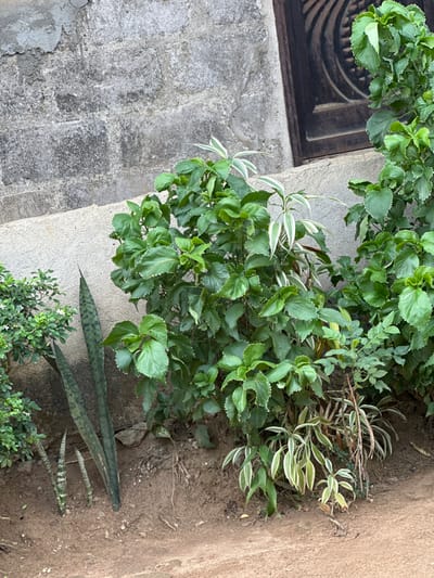 The scene depicts a terrestrial plant arrangement situated along a building wall in Iriebe, Nigeria. The foreground consists of bare, light brown soil. The midground features various plant species: a small shrub with dense green foliage and minute white flowers, several tall, upright Sansevieria trifasciata (snake plant) leaves exhibiting dark and light green patterns, a prominent large bush with numerous round, serrated, bright green leaves, and multiple plants with variegated green and white striped foliage. The background comprises a concrete block wall; its lower section is a light gray, relatively smooth concrete base, topped by a textured, darker gray concrete block section. In the upper right quadrant, a dark, rectangular window or door frame with an embossed decorative pattern is partially visible. No individuals or fauna are present.