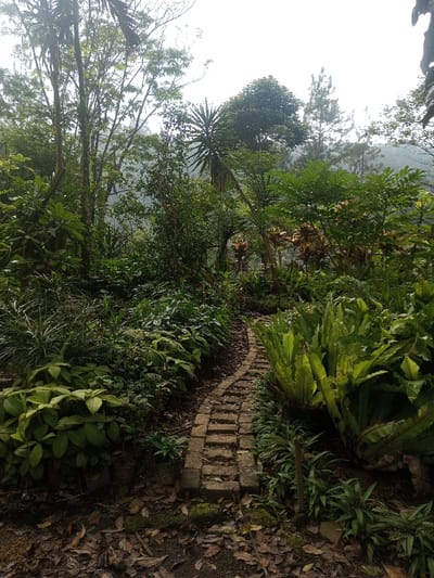 A winding brick path leads through a lush garden. Various green plants and ferns flank the path, creating a dense, vibrant scene. Trees rise in the background, partially obscuring distant hills under a soft sky. The foreground shows fallen leaves and moss, adding depth and texture to the tranquil garden landscape.