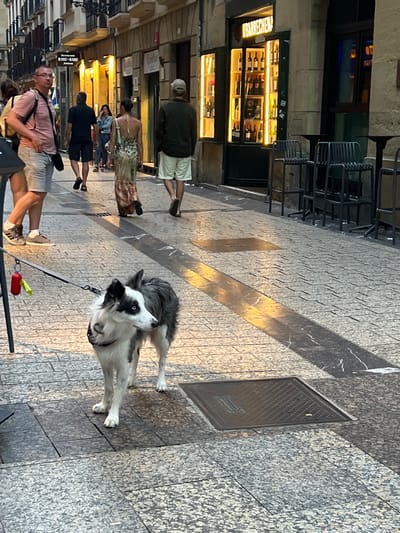The image captures a street scene in San Sebastián, Spain, likely in the evening. The foreground features a medium-sized, black and white dog with blue eyes, on a leash, looking to its left. The dog appears to be a Border Collie mix. Behind the dog, several people are walking along a cobblestone street lined with buildings.

To the left, a man wearing glasses, a pink t-shirt, and light-colored shorts is walking away from the camera. To his right, a man in a dark t-shirt and shorts is also walking away. Further down the street, a woman in a patterned, flowing dress is walking towards the camera. Behind her, a man in a green jacket and light shorts is walking away.

The buildings lining the street house shops and restaurants. One establishment, identified by signage as "UBARRECHENA," is visible with its interior brightly lit, showcasing shelves of wine bottles. Outside this establishment and others, there are tables and chairs set up, suggesting an outdoor dining or bar area. The lighting suggests it's either dusk or the streetlights and shop lights are on. The ground is paved with textured cobblestones and features darker, reflective strips and a metal grate.