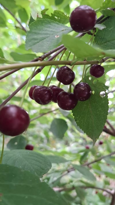 A close-up, vertical shot shows several dark red cherries hanging from a branch amidst green foliage. One large cherry is prominently featured in the foreground on the left side, while several smaller cherries are clustered in the upper and middle right portions of the frame. The cherries appear ripe and juicy, with a glossy surface. Green leaves, some with visible veins and jagged edges, surround the fruit. The background is softly blurred, suggesting a natural outdoor environment with dappled light filtering through the leaves. There is no indication of human presence or activity in the image, and no specific landmarks are visible that would allow for precise location identification within Шұбарсу, Kazakhstan.
