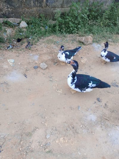 The image depicts three Muscovy ducks on an unpaved, reddish-brown dirt and gravel ground in Magboro, Nigeria. In the foreground, a black and white duck with prominent red facial caruncles faces left, its yellow feet visible. To its left, another black and white duck faces right. A third black and white duck is partially visible in the upper right background, also facing left. The ground is scattered with small rocks, dry leaves, and what appears to be discarded paper and plastic debris. In the background, a weathered grey concrete wall rises above a strip of dense green vegetation, including weeds and small bushes, which also contains scattered litter. The scene is illuminated by natural daylight.
