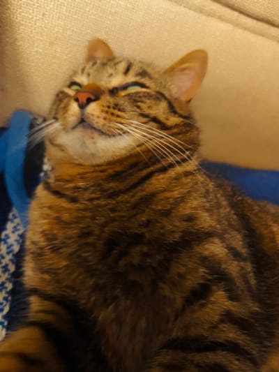 A domestic short-haired tabby cat is depicted in a close-up, slightly upward-facing perspective, resting indoors. The cat's fur exhibits a brown and black striped and spotted pattern, typical of a mackerel tabby, with lighter tan and white fur around its muzzle and chin. It has bright green eyes that are partially closed in a relaxed squint, and a small, prominent pink nose. Numerous long, white whiskers extend from both sides of its muzzle. The cat's head is tilted slightly backward, suggesting a state of contentment or rest.
The background consists of a textured, light beige or tan upholstered surface, likely a sofa or armchair, occupying the upper right portion of the frame. To the left of the cat, a vibrant blue object, possibly a blanket or cushion, is visible with a subtle white patterned design. The lighting is warm and diffused, illuminating the cat's fur and the surrounding textures. No other subjects or individuals are visible in the frame. The scene is located in Свистуха (кузяевский С/о), Russia.