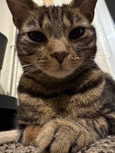 A close-up, low-angle photograph captures a domestic short-haired tabby cat, rotated ninety degrees clockwise, looking directly into the camera. The cat's face dominates the frame, showcasing its brown and black striped fur and large, dark, inquisitive eyes. Its pupils are dilated, reflecting a soft light source. Prominent long, white whiskers fan out from its muzzle, which features a small, pinkish-brown nose.
The cat appears to be lying on its back or side, with its body extending into the blurry foreground on the left, where a textured, possibly carpeted or fabric, surface is visible, suggesting it might be a cat tree or a soft bed. The background is softly out of focus, showing indistinct lighter and darker areas, indicating an indoor setting. The lighting is soft and even, highlighting the details of the cat's fur and expression. No text is visible in the image. The cat's expression conveys curiosity and direct engagement with the viewer.