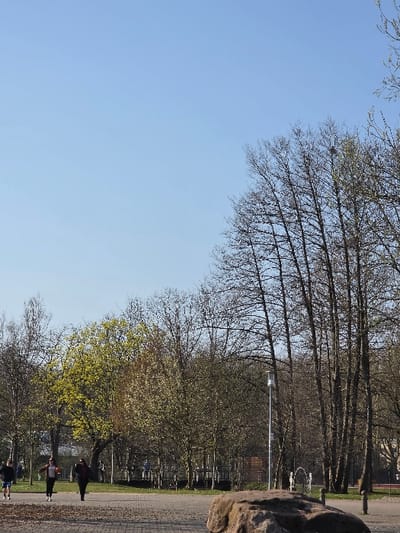 This image captures an outdoor recreational area in Zweibrücken, Germany, under a clear, light blue sky with natural sunlight. The foreground features a paved path of interlocking bricks, with a large, irregular brown boulder positioned in the lower right. Two individuals are walking leftward on this path in the lower-left quadrant; one person is partially visible in dark clothing and blue shorts, and beside them, another individual wears a dark jacket, light pants, and white shoes, carrying a light-colored ball in their left hand.

Beyond the paved surface, a grassy expanse leads to an area dense with deciduous trees. A cluster of tall, bare-branched trees is prominent on the right mid-ground, while other trees with nascent green foliage are visible further left among more bare-branched specimens. A slender grey light pole stands upright in the central mid-ground. In the distant background, several indistinct figures are present near structures resembling a wooden bridge or elevated walkway with visible railings.