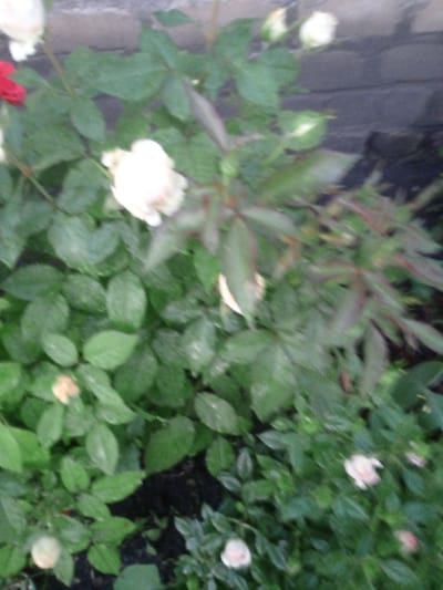 The image depicts a close-up view of a rose bush with several white and pink roses, as well as green leaves. A portion of a brick wall is visible in the background. The lighting is soft and diffused, suggesting it might be overcast or taken during twilight. The focus is on the flowers and foliage, with some areas of the image appearing blurred. There are no people or discernible actions taking place. The setting appears to be a garden or outdoor area, likely within Usman, Russia, given the provided context. The overall impression is of a serene, natural scene.