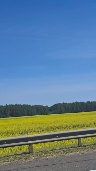The image depicts a vibrant, sunny day in the Драчкаўскі сельскі Савет, Belarus. The scene is dominated by a vast, yellow field of rapeseed flowers stretching towards a dense, green forest line. Above the field and forest, a clear, expansive blue sky is visible. In the foreground, a metal guardrail runs horizontally across the image, separating the viewer from the field. The guardrail is supported by concrete posts. A paved road surface is visible at the very bottom of the frame, suggesting the vantage point is from a vehicle or roadside. The environment is rural and natural, with no people or specific structures immediately identifiable within the frame.