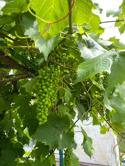 A close-up, low-angle shot captures a cluster of unripe green grapes hanging from a vine in an outdoor setting, likely a garden or vineyard in Mariupol, Ukraine. The grapes are small, round, and tightly packed on their stems, forming a pendulous bunch. Large, vibrant green grape leaves surround the fruit, some partially obscuring the view. Tendrils of the vine curl and twist around branches and leaves, displaying a natural, organic growth pattern. In the background, a textured, light-colored wall is visible, possibly part of a building, with a hint of a blue structure and a wooden fence or railing at the bottom. The lighting suggests a bright, possibly sunny day, with dappled light and shadows on the leaves and grapes.