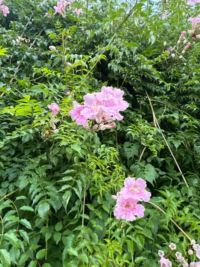 The image displays a dense botanical scene located in Calella De Palafrugell, Spain, entirely filled with lush green foliage and numerous pink trumpet-shaped flowers. A prominent cluster of approximately six fully bloomed pink flowers, characterized by lighter pink petals with distinct darker pink venation and yellow-white centers, is positioned in the upper-middle left quadrant. A smaller cluster of two similar flowers appears in the lower-right. Additional pink flower buds and partially opened flowers are visible throughout the dense green, compound-leafed foliage. Thin, light-colored vertical stems, consistent with plant stalks or support structures, are discernible amidst the growth. No individuals or man-made objects are present within the frame.