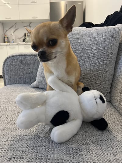 A tan and white chihuahua sits on a grey couch, looking down at a plush toy that lies on its back in front of it. The chihuahua's front paws are resting on the toy. The toy is white with black spots. The background shows a modern kitchen with white cabinets and marble countertops. The scene is indoors, in what appears to be a home environment. There are no people in the image. The image does not provide any information about the location in the city of Vidin, Bulgaria.