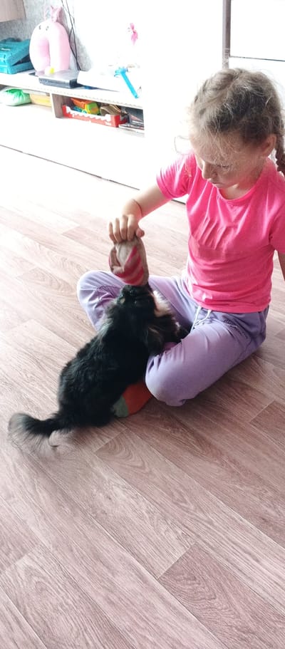 A young girl with blonde hair in braids, wearing a pink t-shirt and purple sweatpants, sits cross-legged on a light brown wooden floor. She is holding a stuffed toy, possibly a sock with red stripes, and playing with a small black and tan dog. The dog is positioned on the girl's lap, with its body resting on a colorful stuffed object, possibly a pillow or another toy. The background shows a shelf unit filled with various items, including a pink stuffed animal and what appears to be toys. The overall scene depicts a moment of indoor play between a child and a pet.
