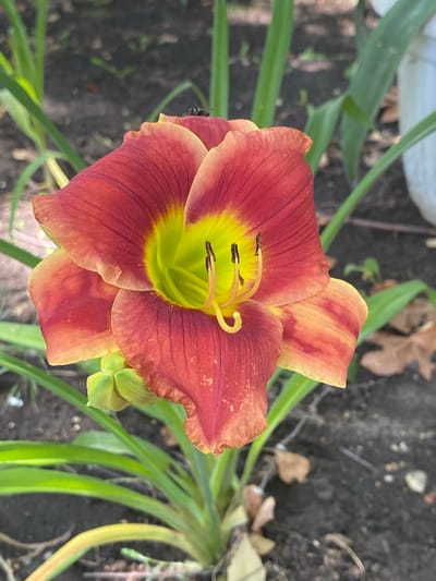 The image is a close-up, overhead shot of a single daylily flower in bloom. The flower has deep red outer petals with a gradient towards a lighter, yellowish-orange at the tips, and also streaked with darker red. The inner part of the flower, near the center, is a vibrant lime green, transitioning to yellow. Three dark anthers, topped with pollen, are visible protruding from the center, along with a delicate, curved pistil.
A small, dark insect, possibly a fly, is perched on the edge of one of the red petals on the left side of the flower. The background is composed of dark soil, scattered dry leaves, and the blurred green foliage of other plants, suggesting an outdoor garden setting. The lighting indicates it is daytime, possibly sunny, as evidenced by the bright colors of the flower and the shadows. There is no visible text in the image. The overall impression is a natural, serene scene focused on the beauty of the blooming flower.
