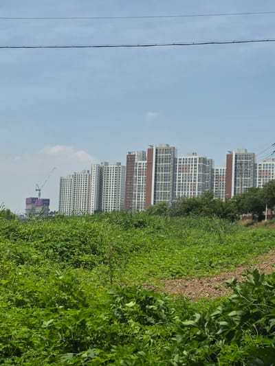 A landscape photograph taken in Anseong-si, South Korea, depicts a clear, bright sky with two horizontal power lines traversing the upper portion of the frame. Below the sky, a dense field of green foliage occupies the foreground and midground, with some patches of dry, brown earth visible. In the background, a cluster of modern apartment buildings rises, characterized by their pale beige and white facades, punctuated by windows. To the left of the apartment buildings, a construction crane is visible, suggesting ongoing development in the area. The overall scene presents a juxtaposition of natural greenery and urban construction under a daytime sky.