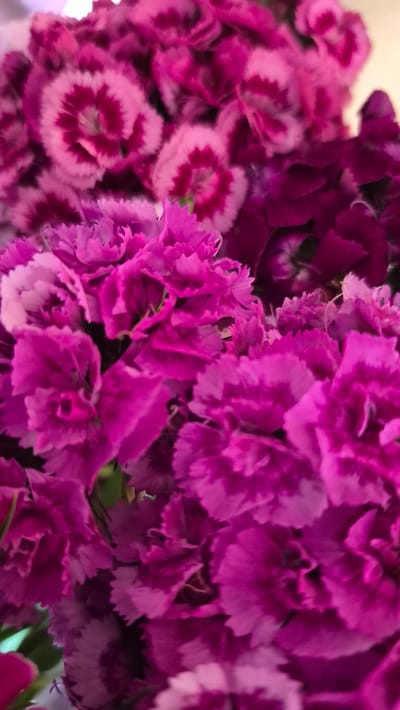 The image displays a close-up, overhead view of a bouquet of bright pink and magenta carnations. The flowers are tightly packed together, with their ruffled petals creating a textured and layered effect. Some of the carnations exhibit a two-toned coloration, with darker pink centers and lighter pink or white edges. The lighting is soft, highlighting the delicate details of the petals. The image is devoid of any people, identifiable landmarks, or specific environmental context that would indicate a location within Krauja, Latvia, or any other city. It is a still life composition focused solely on the floral arrangement.