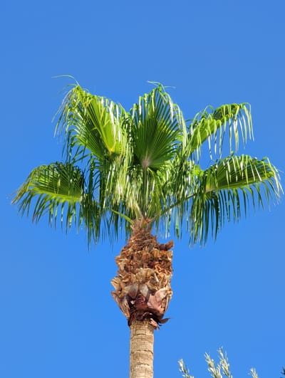 This is a close-up, low-angle shot of a palm tree against a clear, bright blue sky. The palm tree's fronds are vibrant green and appear to be rustling in the wind, creating a dynamic and somewhat blurred effect. The trunk of the palm tree is visible, showing its rough, fibrous texture and a reddish-brown color. The image is oriented such that the top of the palm tree is on the left side of the frame and the trunk extends towards the right. There are also hints of other foliage on the right side of the image, possibly from another tree. The bright, cloudless sky suggests it is daytime, likely sunny. The scene evokes a tropical or subtropical atmosphere, consistent with a location like Paradise, United States of America. There is no text visible in the image.