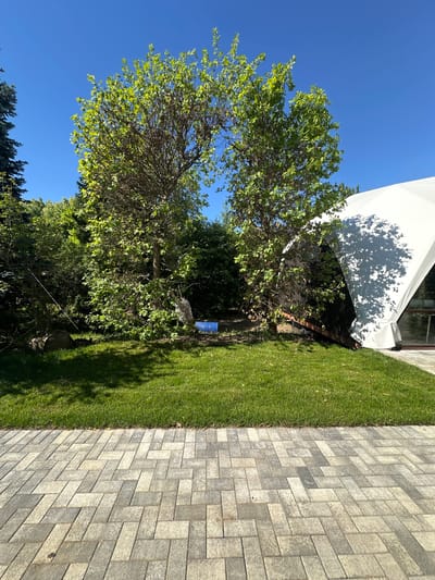 In Zakharovo, Russia, on a bright, sunny day, the image captures a backyard setting. In the foreground, a stone-paved pathway with a herringbone pattern leads to a lush green lawn. Behind the lawn, two trees with full green foliage stand side by side, their branches creating an archway. Beyond the trees, a dense cluster of greenery forms a natural backdrop. To the right, a large, white geodesic dome tent, partially obscured by the trees, dominates the scene. The tent's fabric casts a dappled shadow on the lawn. Scattered objects are visible in the background, including a blue barrel and what appears to be a large rock near the base of the trees.