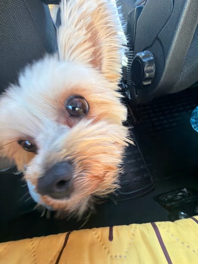 A close-up, low-angle, indoor, eye-level shot features a small, light-colored dog with amber-colored fur peering into the camera. The dog's snout is in sharp focus, with its dark nose and visible whiskers. Its large, dark eyes reflect light, and its fluffy ears are alert. The dog appears to be in the passenger seat of a vehicle, with a black car seat visible to the right, featuring a textured surface and a black knob. A black rubber floor mat is also visible. In the background, a yellow fabric with dark purple stripes is present. The scene is well-lit, likely by natural light.