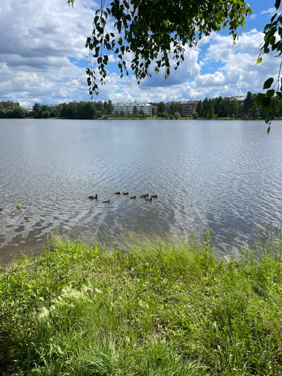 A flock of seven ducks swims on a calm lake in Lysva, Russia. The lake is bordered by a grassy shore and a line of trees on the opposite bank, behind which several apartment buildings are visible. The sky above is partly cloudy with scattered white clouds against a blue background. The foreground of the image is dominated by lush green grass and foliage.