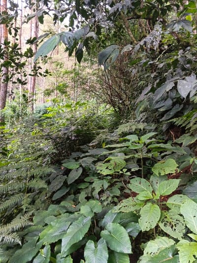 This image depicts a dense, verdant forest environment located in Desa Mburukulu, Indonesia. The scene is dominated by various forms of lush green vegetation under diffused natural light.
In the immediate foreground, a dense array of broad-leafed tropical plants and ferns covers the ground, obscuring any visible soil. Many of these leaves display irregular holes and chewed edges, indicative of insect damage. Several large, dark green leaves with prominent veins are visible, characteristic of Araceae or similar families common in tropical undergrowth. Interspersed are numerous smaller, light green plants and ferns, contributing to the thick ground cover.
The midground transitions into a denser thicket of smaller shrubs and younger trees with numerous tangled branches and smaller foliage. A few bare, woody stems are visible amidst the greenery.
In the background, a stand of tall, slender trees with relatively smooth, light-colored trunks rises vertically. These appear to be conifer-like, possibly pine trees, creating a less dense canopy layer above the undergrowth. The overall impression is that of a natural, untamed jungle or forest floor. No human subjects, animals, structures, or discernible actions are present within the frame.