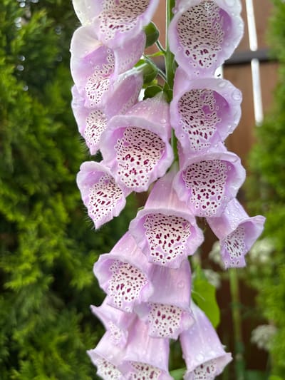 The media file displays a close-up, eye-level view of a cluster of pink foxglove flowers. The flowers are bell-shaped, with delicate, fuzzy edges and intricate, dark purple speckles inside their throats. Tiny water droplets are visible on the petals, suggesting recent rain or dew. The background is softly blurred, showcasing lush green foliage, likely from other garden plants. The overall lighting suggests it is daytime, possibly a cool, overcast day due to the soft light and lack of harsh shadows. The scene evokes a sense of natural beauty and tranquility. No people, text, or specific activities are depicted. The location context provided is Kiskelovo, Russia.