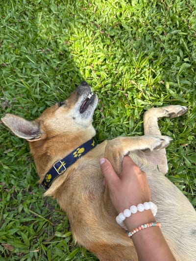A tan-colored dog with a dark collar adorned with yellow paw prints is lying on its back in bright green grass, appearing to be enjoying a belly rub from a person's hand. The dog's mouth is open, and its teeth are visible, suggesting it is panting or laughing. The person's arm, adorned with two beaded bracelets, is positioned to scratch the dog's belly. The scene takes place outdoors in a grassy area, consistent with the surroundings of Kabalana, Sri Lanka, a location known for its beaches and lush vegetation. The lighting suggests it is daytime, with sunlight casting dappled shadows on the grass.