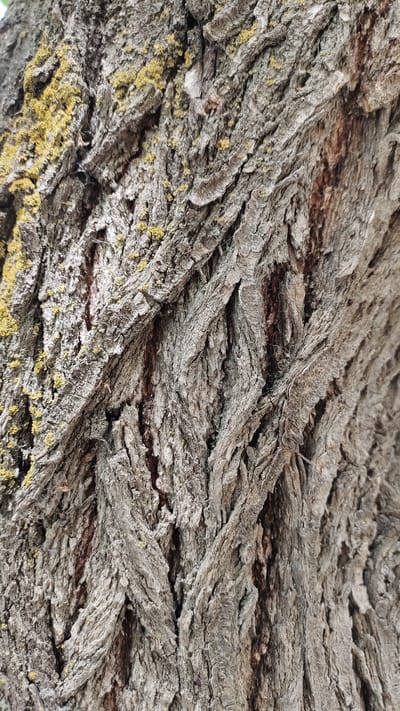 The image is a close-up, detailed view of tree bark. The bark is rough, with deep fissures and ridges, displaying a texture characteristic of mature wood. Patches of yellowish-green lichen are visible on the left side of the bark, contrasting with the gray-brown tones of the wood. The lighting suggests an outdoor environment, likely during daylight hours. No people, animals, or specific city landmarks are present in the frame. The image focuses exclusively on the natural, textured surface of the tree bark. The location of Taldykorgan, Kazakhstan is not visually represented in this image.