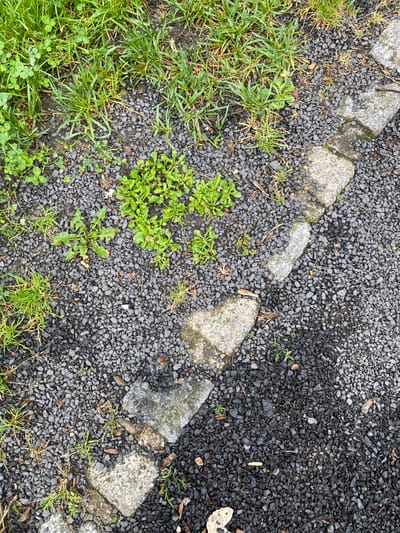 The image shows a close-up, overhead view of a pathway or border area in Bílina, Czechia. The ground is composed of dark gray gravel, with a distinct line of unevenly shaped, light gray concrete or stone slabs forming a border. Some green grass and small leafy plants are growing in and around the gravel and between the border stones. The lighting suggests an overcast day, with some areas of the gravel appearing wet, creating a slight sheen. There are no people or specific objects of interest visible, just the natural elements and the constructed border.