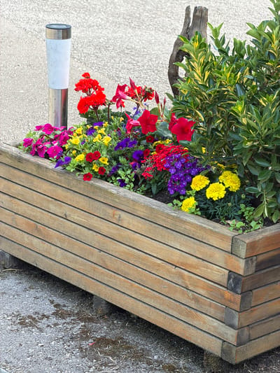 This image depicts an outdoor scene in Junglinster, Luxembourg, featuring a large, rectangular wooden planter filled with various flowering plants. The planter is constructed from stacked horizontal wooden planks, appearing weathered with visible grain and some discoloration, particularly at the corners and base.
Inside the planter, a dense arrangement of colorful flowers and a variegated shrub are visible. On the right side, a shrub with green leaves variegated with yellow is prominent. Scattered throughout the planter are bright red flowers, including larger, trumpet-shaped blooms (possibly Mandevilla) and smaller clusters. Pink or fuchsia-colored flowers are concentrated on the left side. Numerous small yellow flowers are interspersed, alongside clusters of deep purple flowers (possibly Verbena). Additionally, several larger, multi-petaled yellow flowers (possibly Marigolds) are visible towards the front right section of the planter. Small green foliage plants fill the spaces between the larger blooms.
To the left of the planter, a cylindrical solar-powered garden lamp is partially visible, featuring a metallic base and top, with a white, translucent mid-section. Behind the planter on the upper right, a weathered, broken piece of wood, resembling a tree stump or branch, protrudes upwards.
The ground surface surrounding the planter is a light gray, coarse-textured material, consistent with asphalt or concrete. Patches of dark moss and scattered debris, including small plant fragments, are present on the ground, particularly in the immediate foreground and beneath the planter. A single red petal lies on a mossy patch in the lower right corner. The lighting suggests daytime conditions, with soft illumination. No individuals are present in the scene.