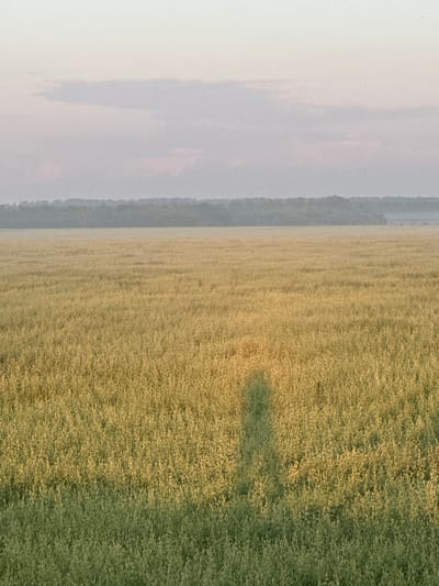 An aerial-perspective shot captures a vast field of golden-green oats under a hazy, pale sky. The field stretches towards a distant, dark treeline, which forms a dense, horizontal band across the horizon. The sky is softly colored with hints of pink and lavender, suggesting either sunrise or sunset. A prominent shadow of a person, appearing as a tall, slender silhouette, is cast across the middle ground of the oat field, illuminated by a light source from the left. The environment is rural, with no signs of urban development, indicating it is likely situated outside the main populated areas of Нижегородка, Russia. The overall impression is one of natural tranquility and vastness.