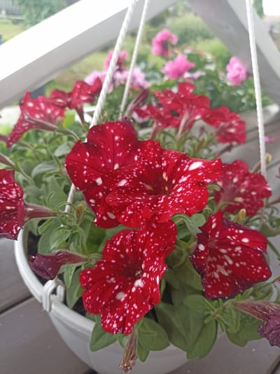 A close-up, eye-level shot shows a white plastic planter filled with blooming red petunias with white speckles. The petunias are in various stages of bloom, with some fully open and others still budding. The planter is hanging, with white rope visible at the top of the frame. In the background, out of focus, are pink flowers and greenery, suggesting an outdoor setting such as a balcony or garden. The ground below the planter appears to be a wooden deck. This scene could be located on a balcony or in a garden in the city of Shakhunya, Russia.