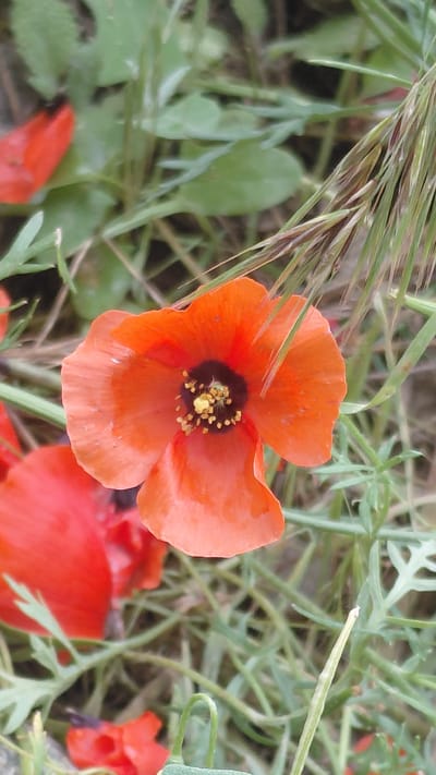 A close-up, vertical shot captures an orange poppy in bloom, set against a backdrop of green foliage and grass. The poppy's petals are delicate and slightly crinkled, displaying subtle variations in hue from bright orange to a softer coral. At the center of the flower, a dark, almost black stigma is surrounded by a cluster of yellow stamens, creating a striking contrast. A few stray strands of dry grass extend into the frame from the upper right, adding a touch of wildness to the scene. The blurred background suggests a natural setting, possibly a field or garden. No people or specific landmarks are visible. The image does not contain any information that can be used to determine its location in Ak-Terek, Kyrgyzstan.
