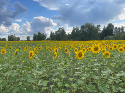 The image shows a vast field of sunflowers in Maklaivka, Ukraine. The sunflowers are in full bloom, with their bright yellow petals and dark centers standing out against the green foliage. They stretch as far as the eye can see, creating a sea of yellow that covers the landscape. The field is bordered by a line of trees in the distance, and the sky above is a mix of blue and white clouds, suggesting a partly cloudy day. The overall impression is one of natural beauty and abundance.