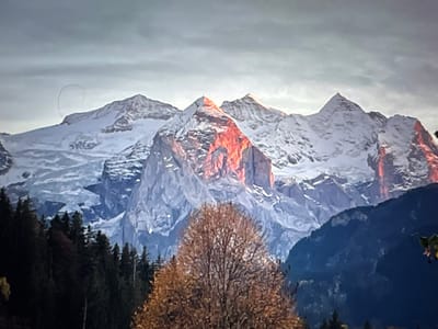 A mountain range, possibly in or near Porrentruy, Switzerland, is depicted under a cloudy sky. The peaks are snow-capped, with glaciers visible on the left side. A prominent central peak is illuminated by warm, orange light, suggesting sunrise or sunset. The lower slopes of the mountains are rocky and steep. In the foreground, a dark evergreen forest lines the bottom of the frame, and a deciduous tree with brown and orange leaves is positioned in the center. The overall scene captures a dramatic natural landscape.