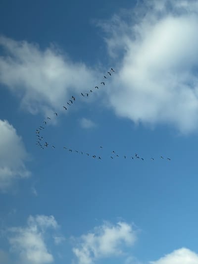 A flock of birds flies in a V-formation against a blue sky dotted with fluffy white clouds. The birds are small and dark against the bright backdrop, creating a diagonal line across the frame. The formation extends from the lower left towards the upper right of the image. The clouds are scattered and contribute to the overall sunny and open feel.